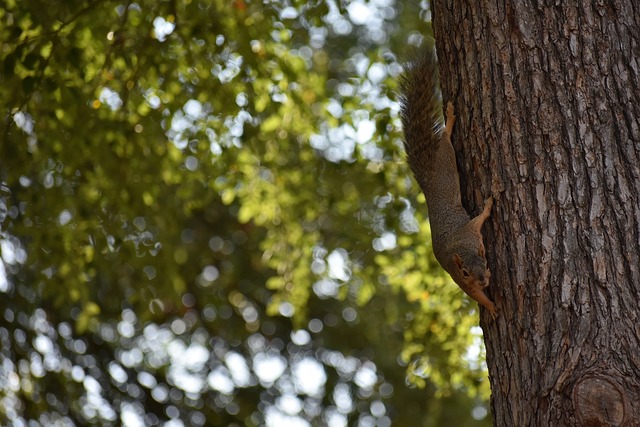 双方的明星 双方的明星
