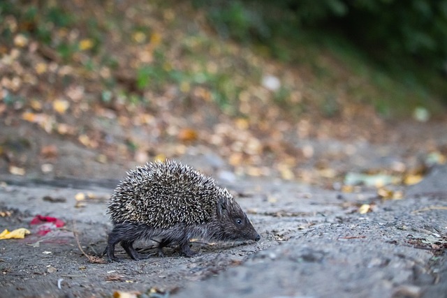 年轻新星在 年轻新星在