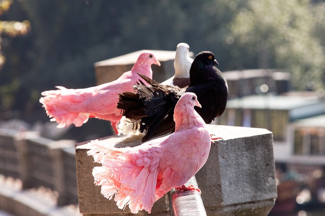 形成了一套 形成了一套